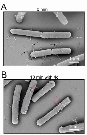 Bakterie Bacillus subtilis