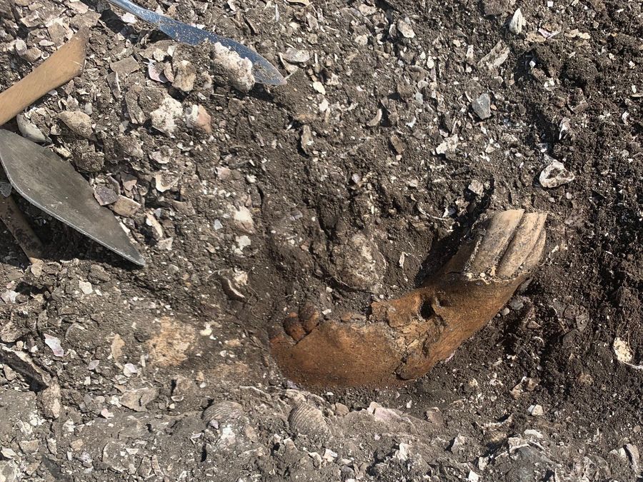 Koňská čelist nalezená na vykopávkách v Ginnerupu, Dánsko, červen 2021. (Toto naleziště bylo ve studii zahrnuté). 